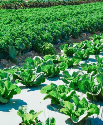 Sustainable Farming Practices