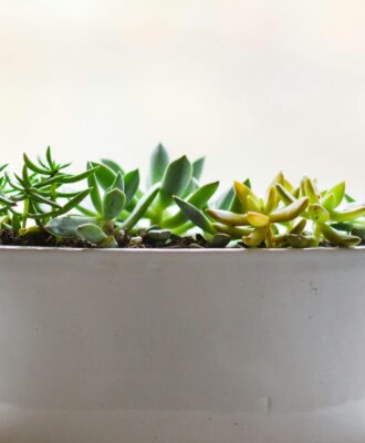 Seasonal Vegetables to Grow