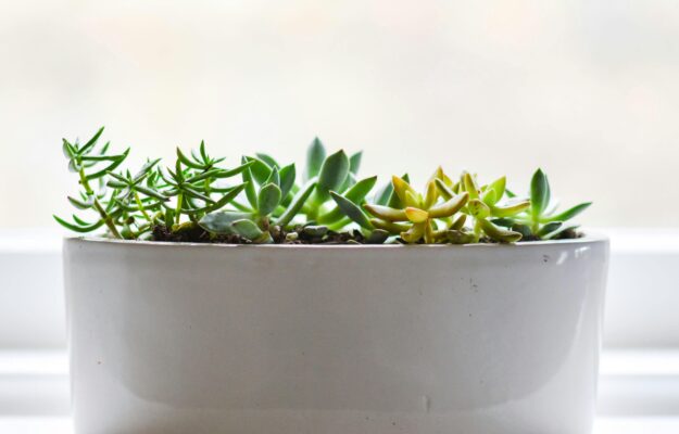 Seasonal Vegetables to Grow