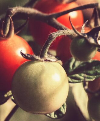 Pest Control in Vegetable Farming