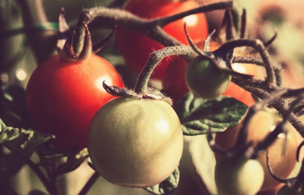 Pest Control in Vegetable Farming