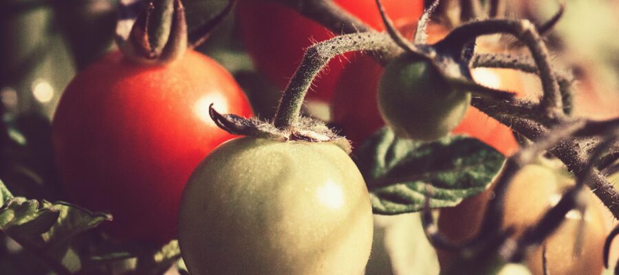 Pest Control in Vegetable Farming