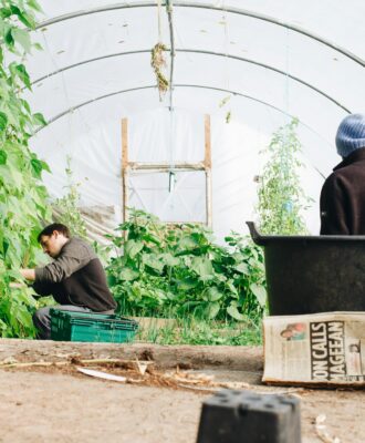 Harvesting Techniques for Maximum Flavor