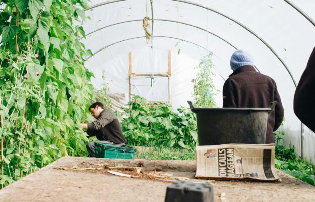 Harvesting Techniques for Maximum Flavor