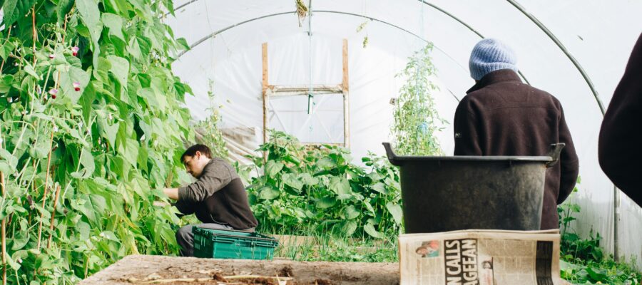 Harvesting Techniques for Maximum Flavor