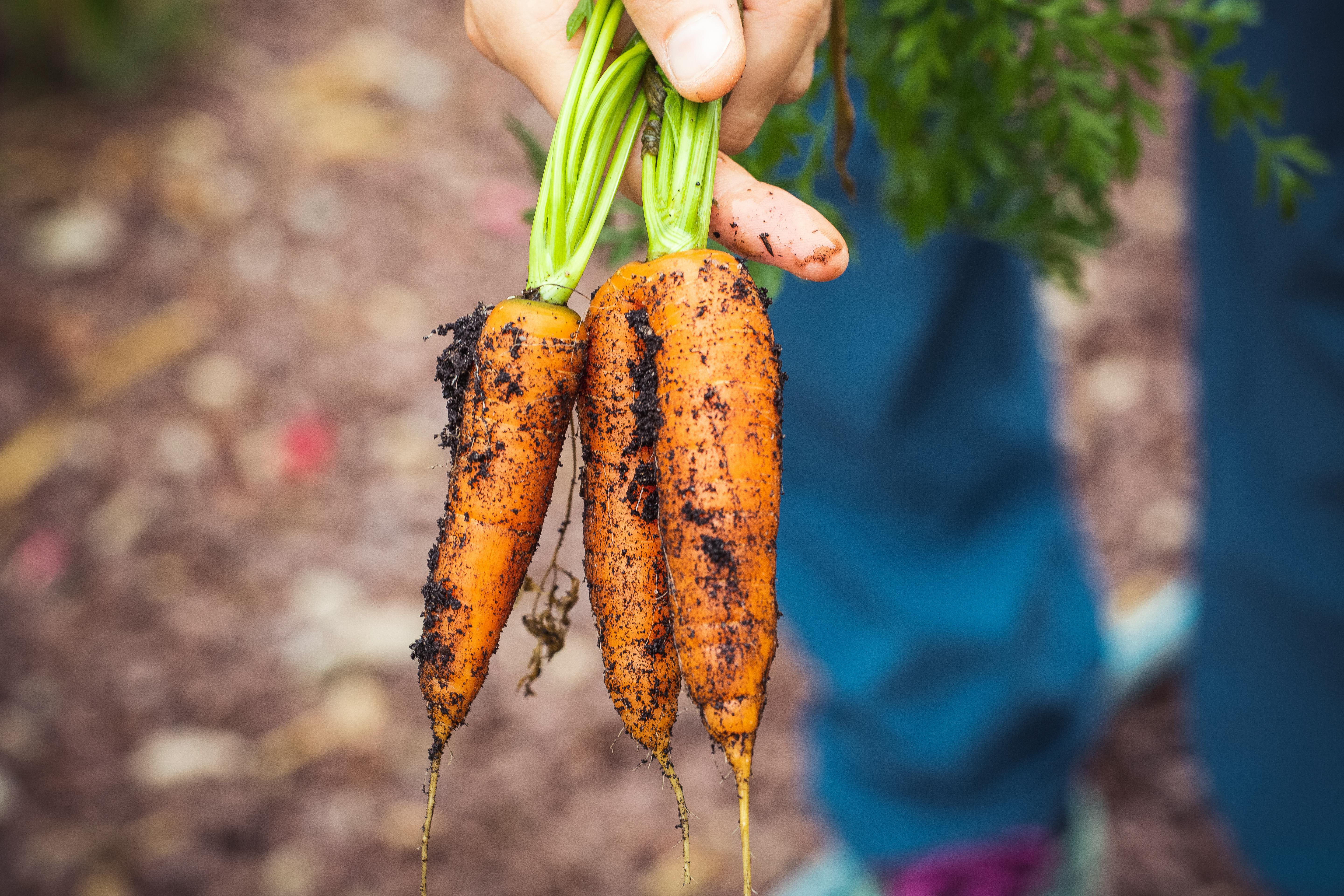 vegetable garden